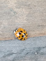 Coccinelle asiatique (ph. Mrugala F., Lyon, 07-2020)(4)